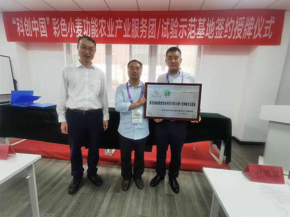 石花雙雄醉獲科創(chuàng)中國(guó)支持，聯(lián)手西北農(nóng)大打造SOD黑小麥種植示范基地