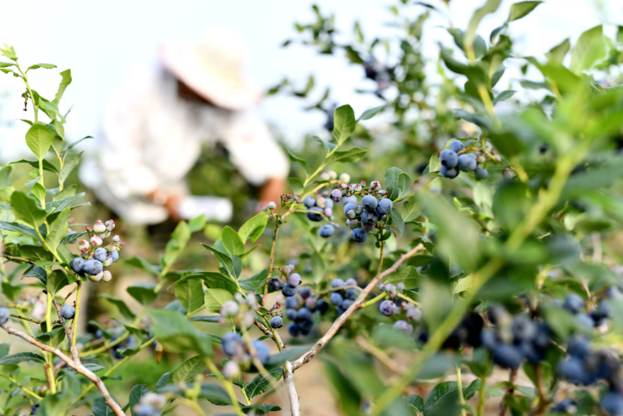 貴州穗豐酒業(yè)開(kāi)發(fā)有限公司
